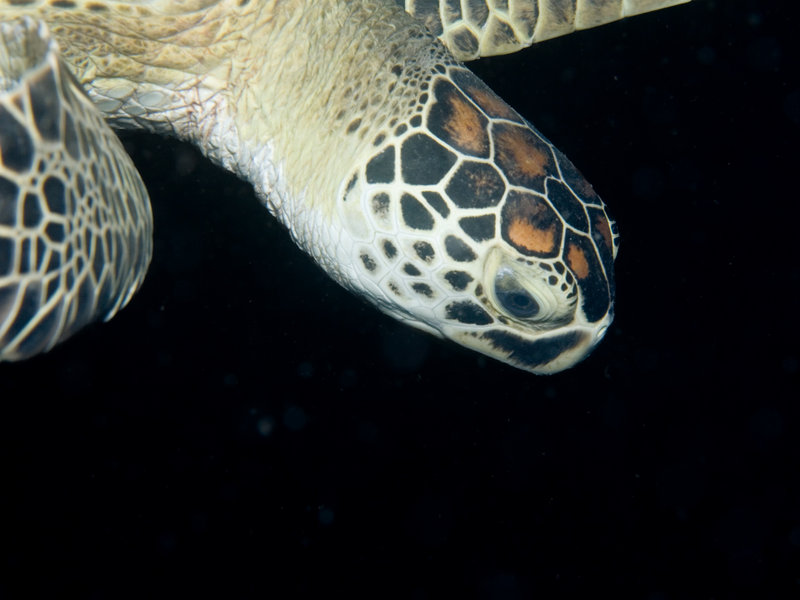 Turtle